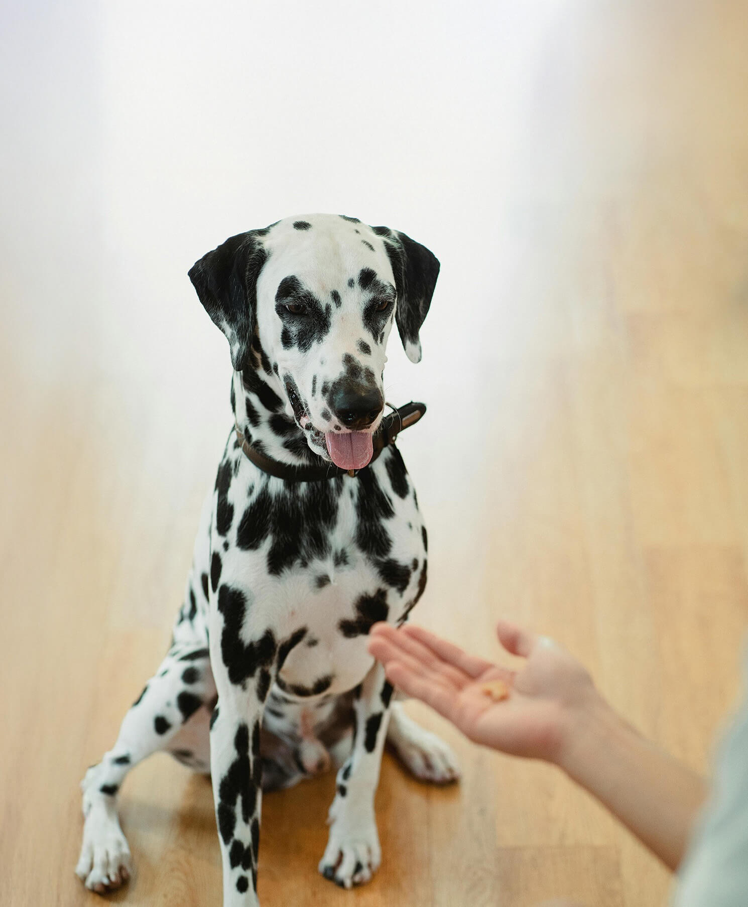 Education d'un chien par Optimimo