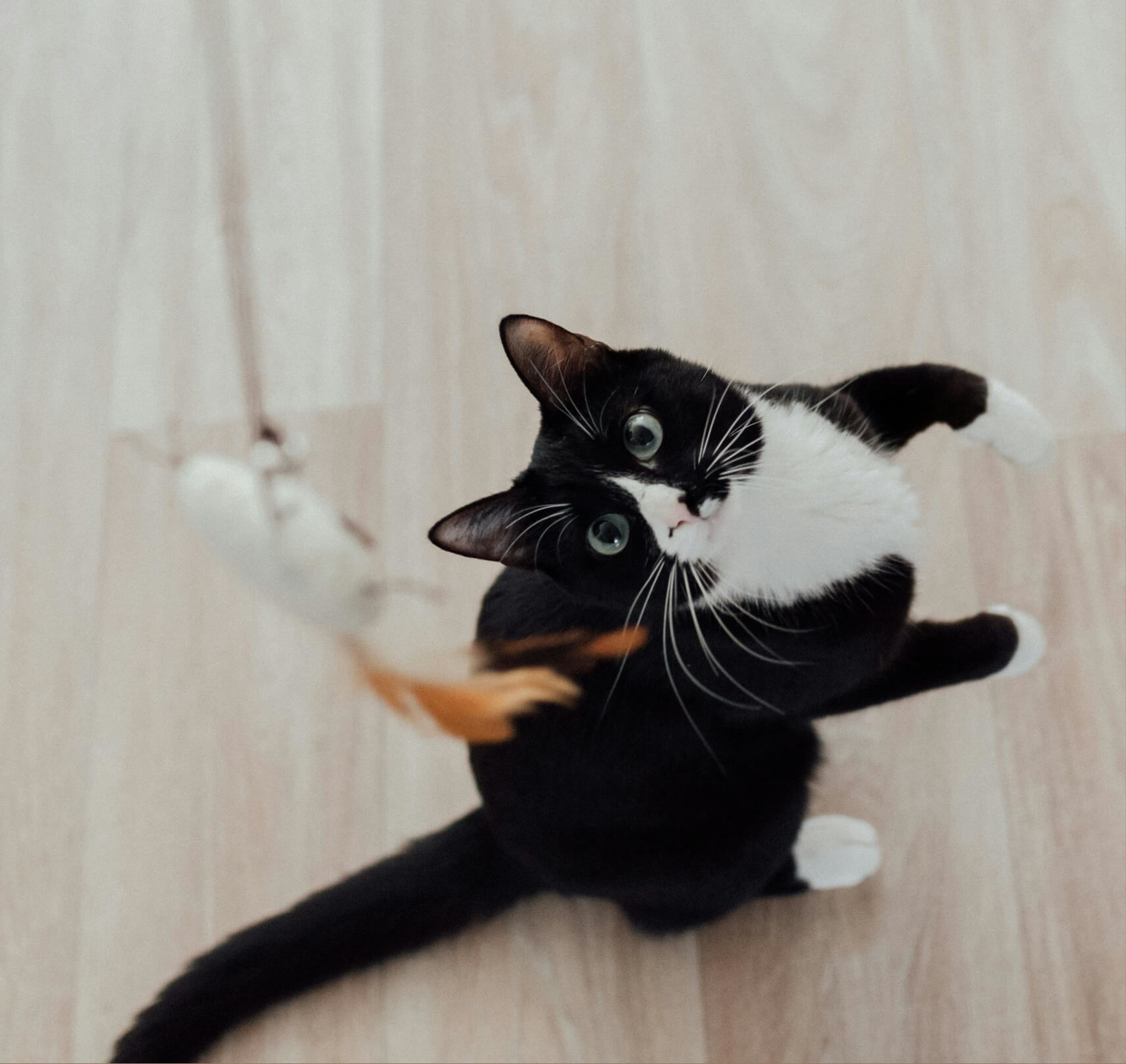 Chat qui joue lors d'une garde de chat à domicile